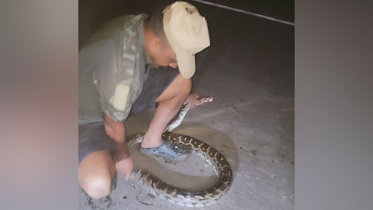 alwar 10 foot 25 kg python rescued farm after half hour operation