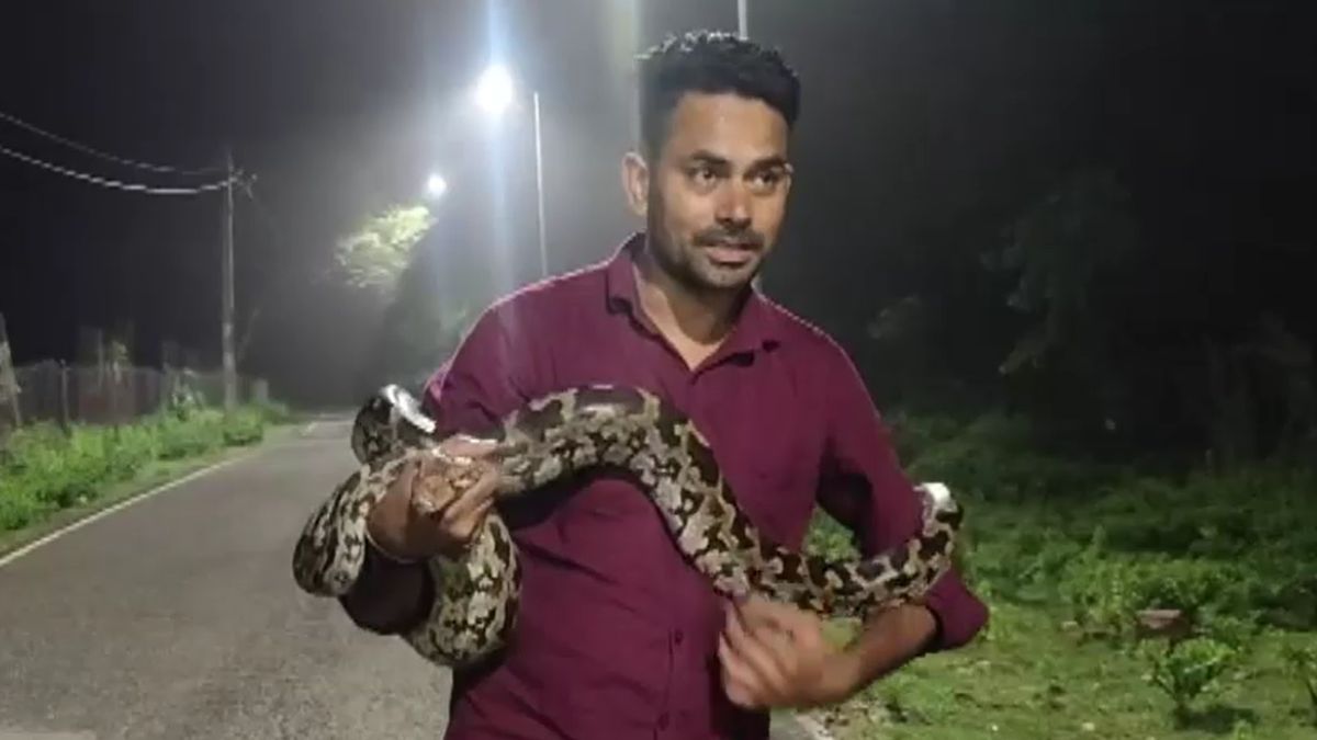 alwar 10 foot python found house stairs rescued safely midnight alwar 10 foot python found house stairs rescued safely midnight
