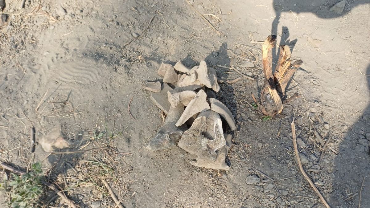 Alwar Evidence of 4500 year old civilization found in Rajasthan