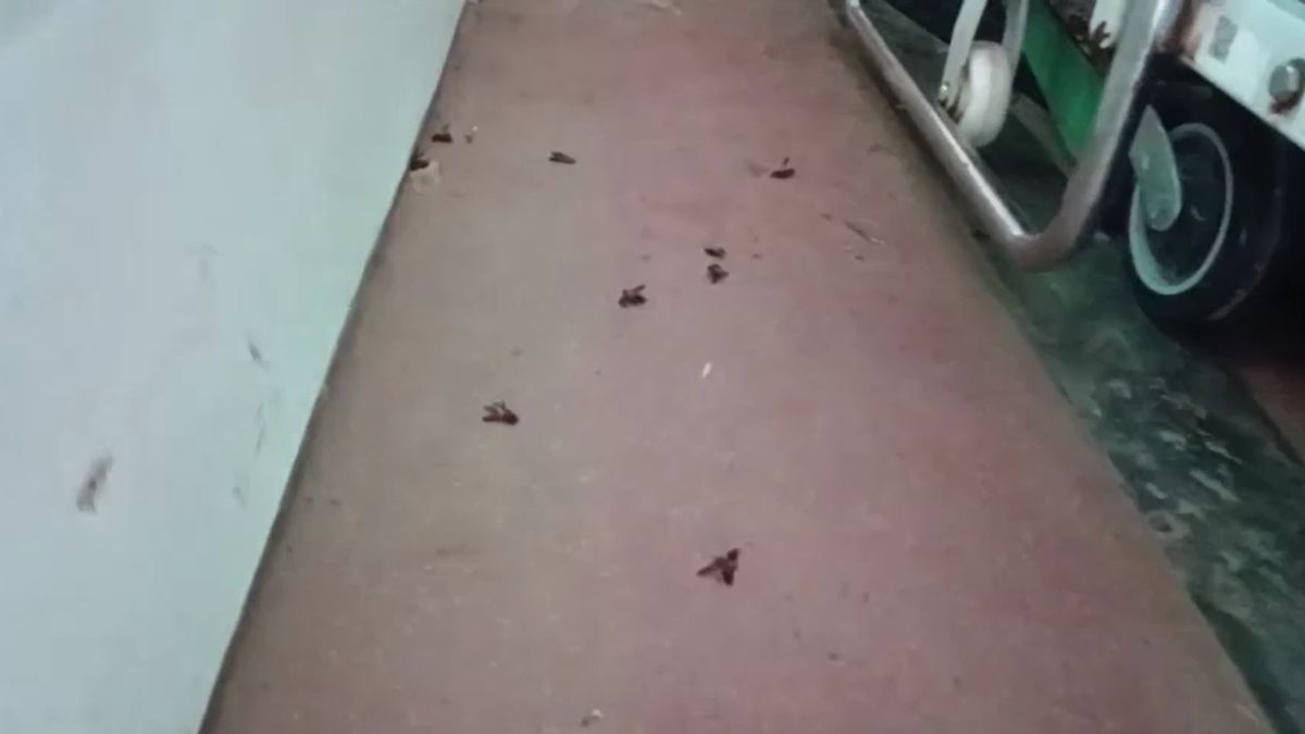 alwar honey bee attack elderly injured ppe kit ambulance rescue