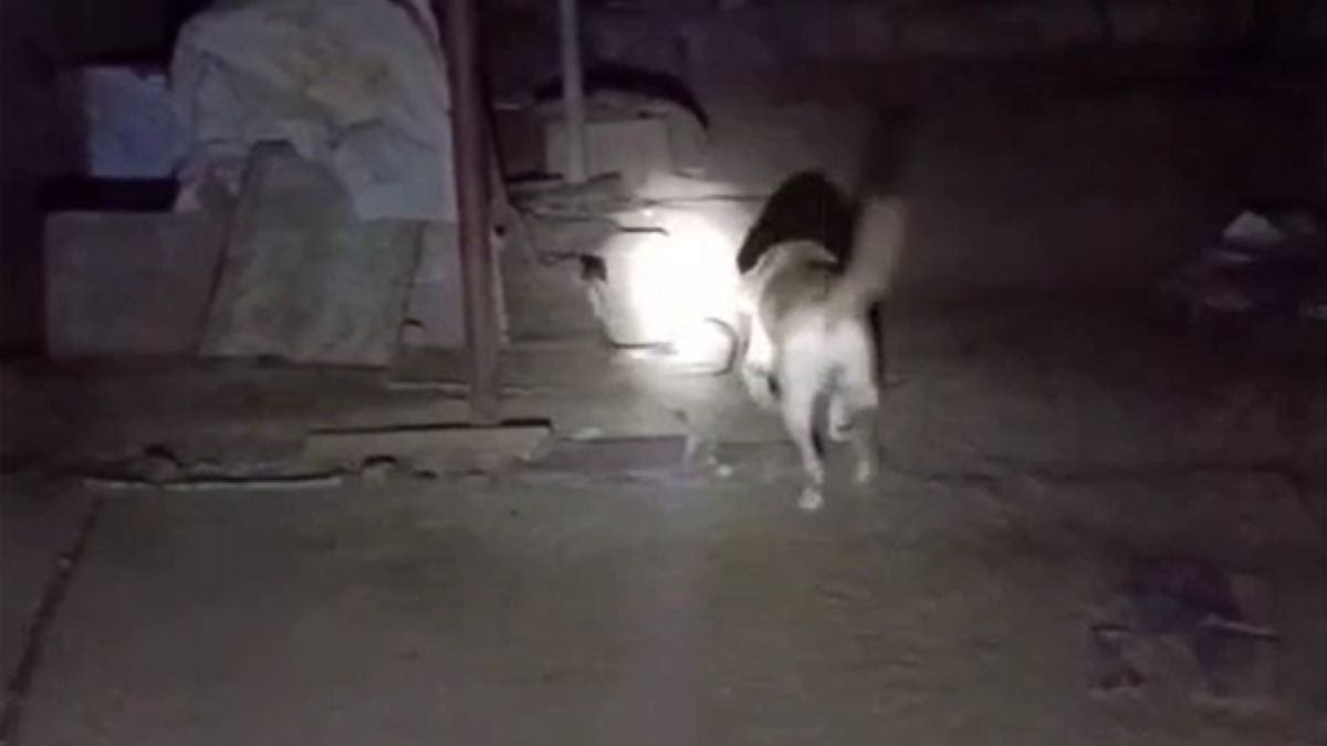 Alwar Labrador Fights 5 Feet Black Cobra Drives Snake Out Of House Video Alwar Labrador Fights 5 Feet Black Cobra Drives Snake Out Of House Video