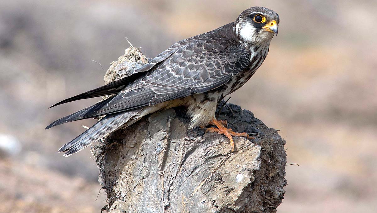 Amur Falcon