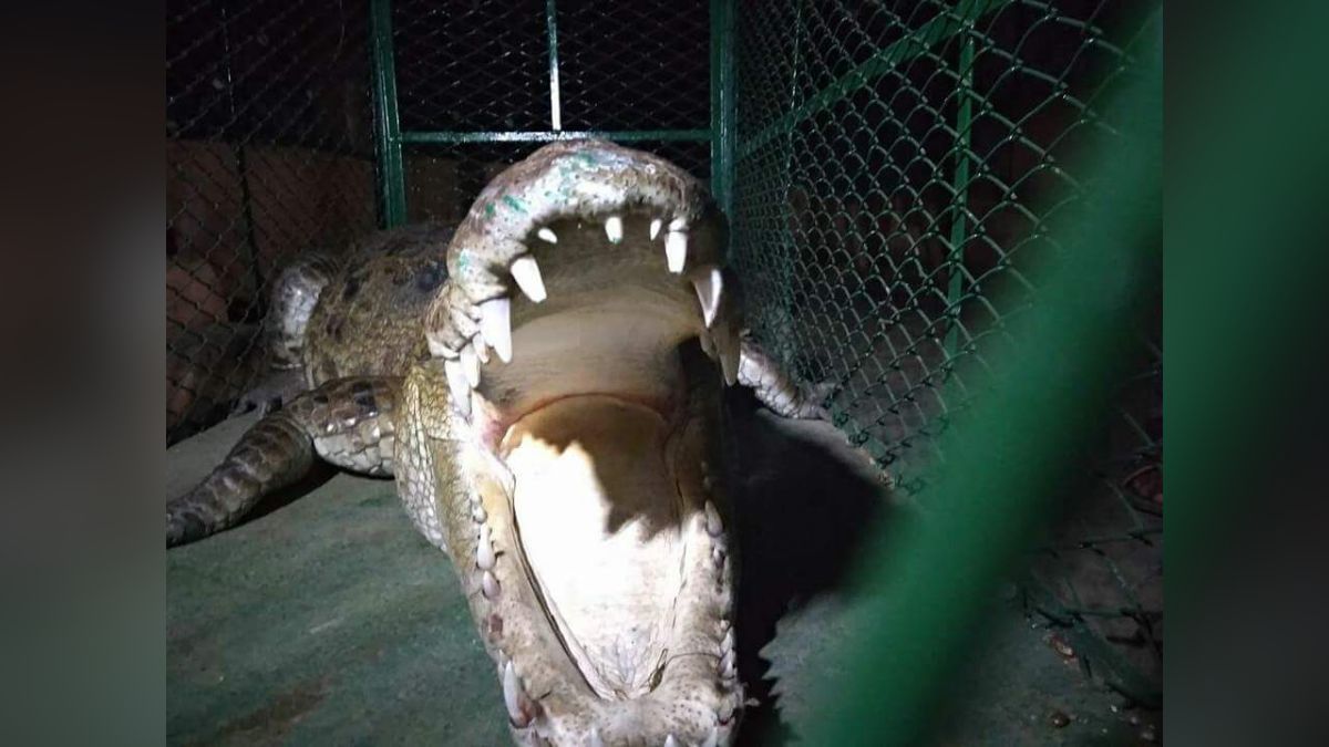 anand 7 foot crocodile found inside house bathroom rescued one hour operation anand 7 foot crocodile found inside house bathroom rescued one hour operation