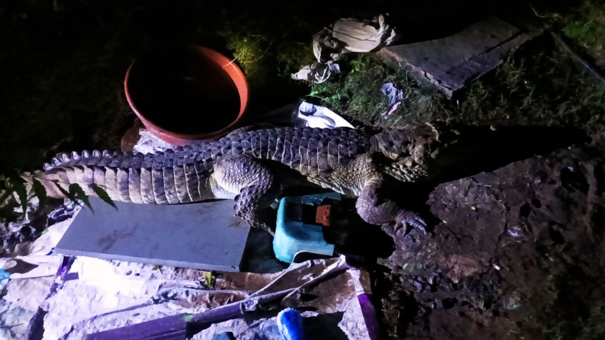 anand 7 foot crocodile found inside house bathroom rescued one hour operation anand 7 foot crocodile found inside house bathroom rescued one hour operation