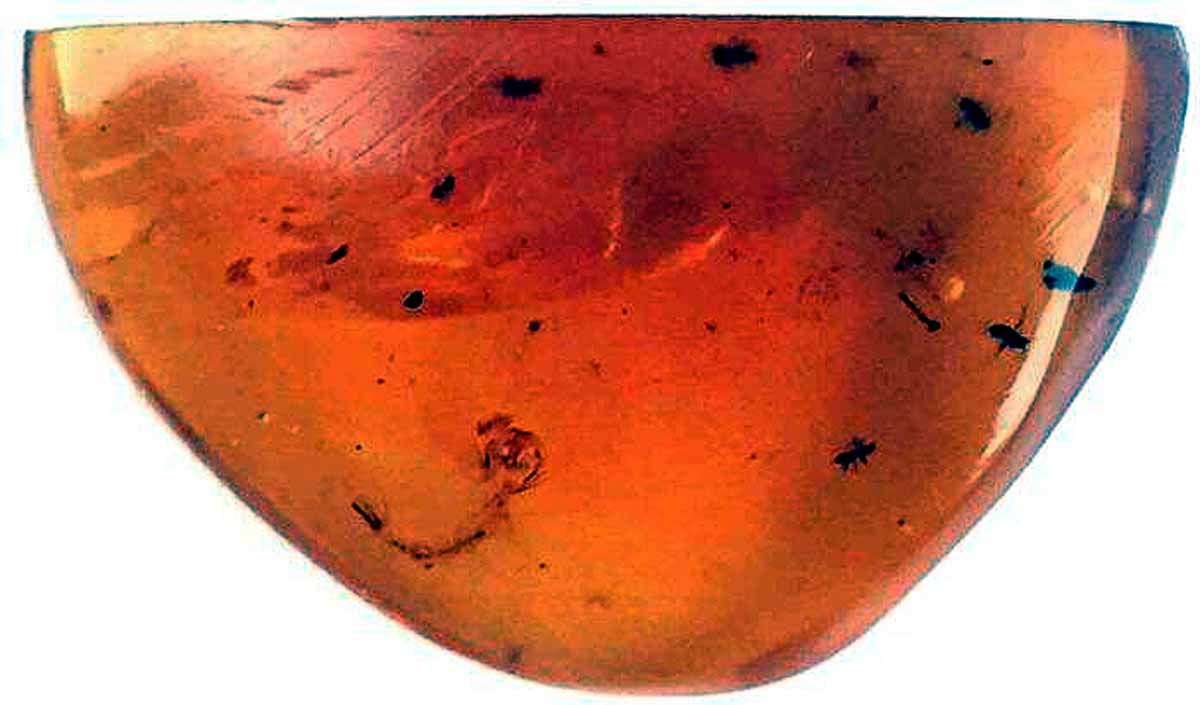 9.90 crore Year Old Mosquito found