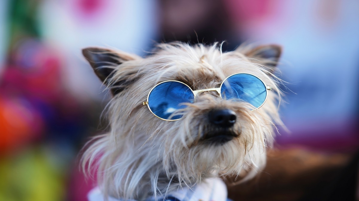 issue of stray dogs (Photo- AP)