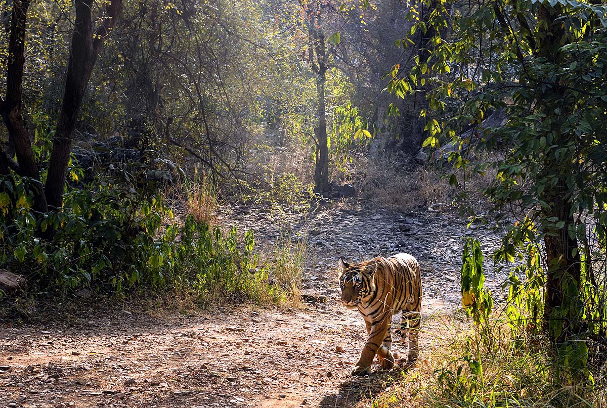 Aravalli Crisis Questions and Challenges