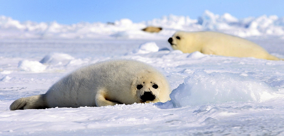 Arctic climate change