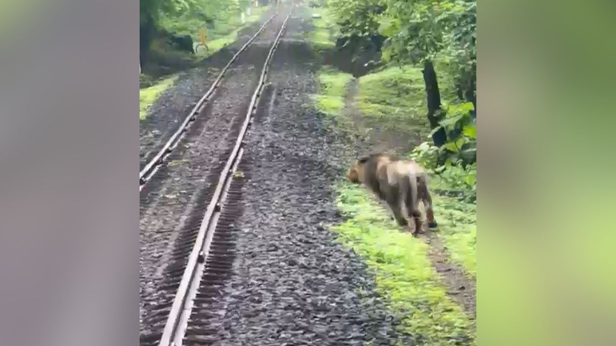 asian lion saved after loco pilot applies emergency brake on rail track in junagadh gir asian lion saved after loco pilot applies emergency brake on rail track in junagadh gir
