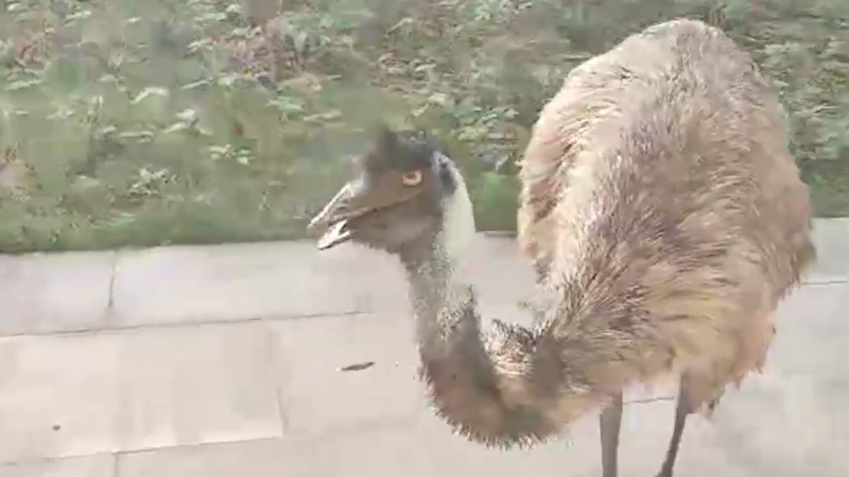 australian bird spotted in ayodhya mystery how flightless emu reached