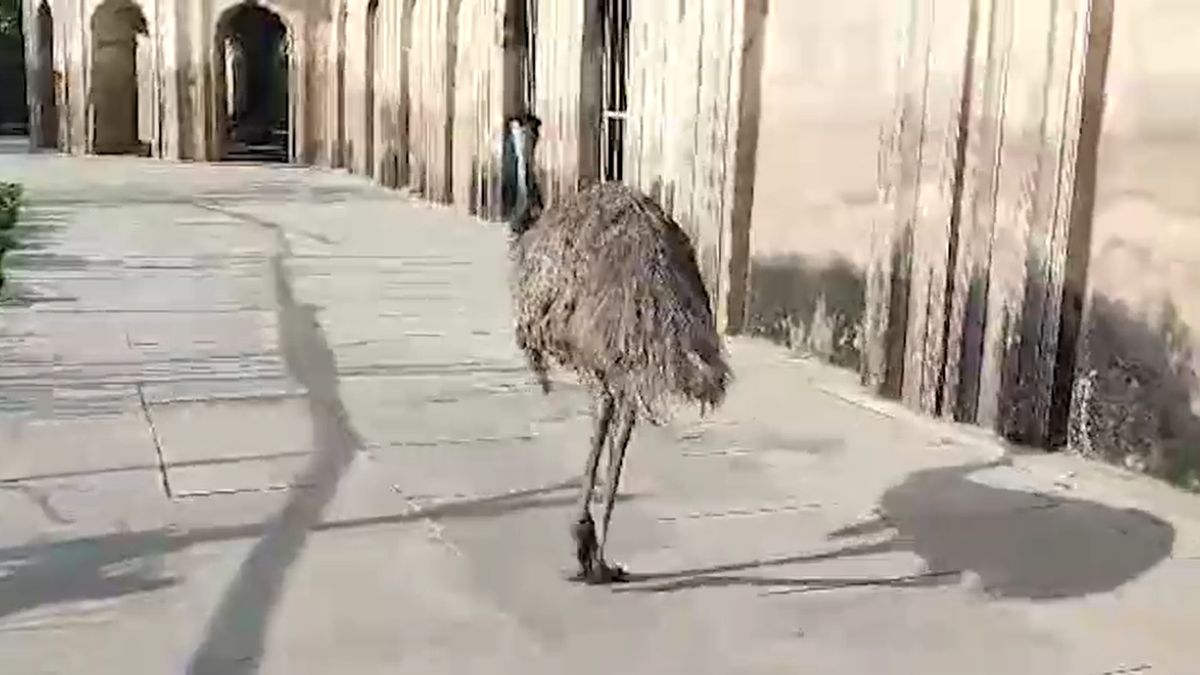 australian bird spotted in ayodhya mystery how flightless emu reached