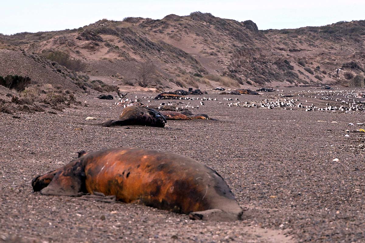Argentina Baby Whales Argentina Baby Whales