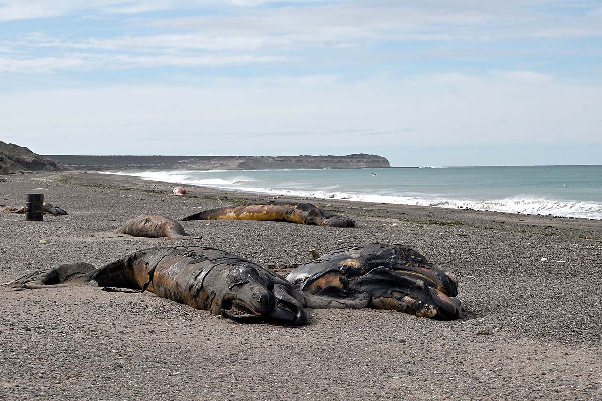Argentina Baby Whales Argentina Baby Whales