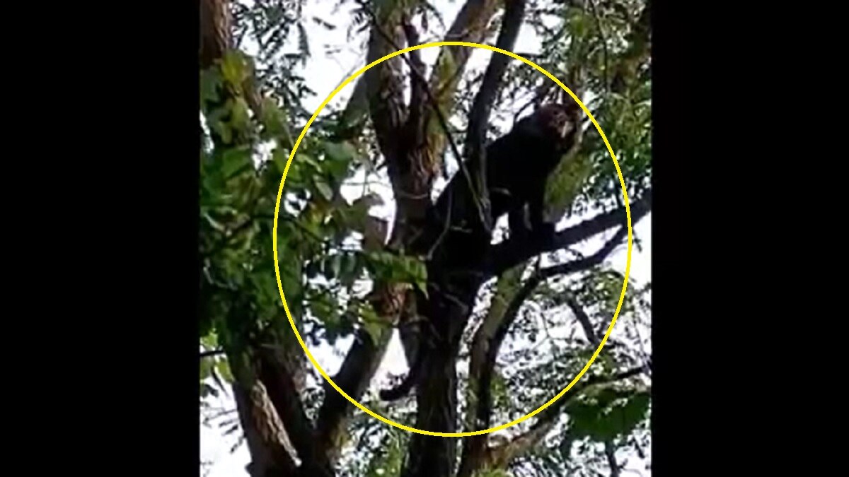 पेड़ पर मौजूद ब्लैक पैन्थर पेड़ पर मौजूद ब्लैक पैन्थर