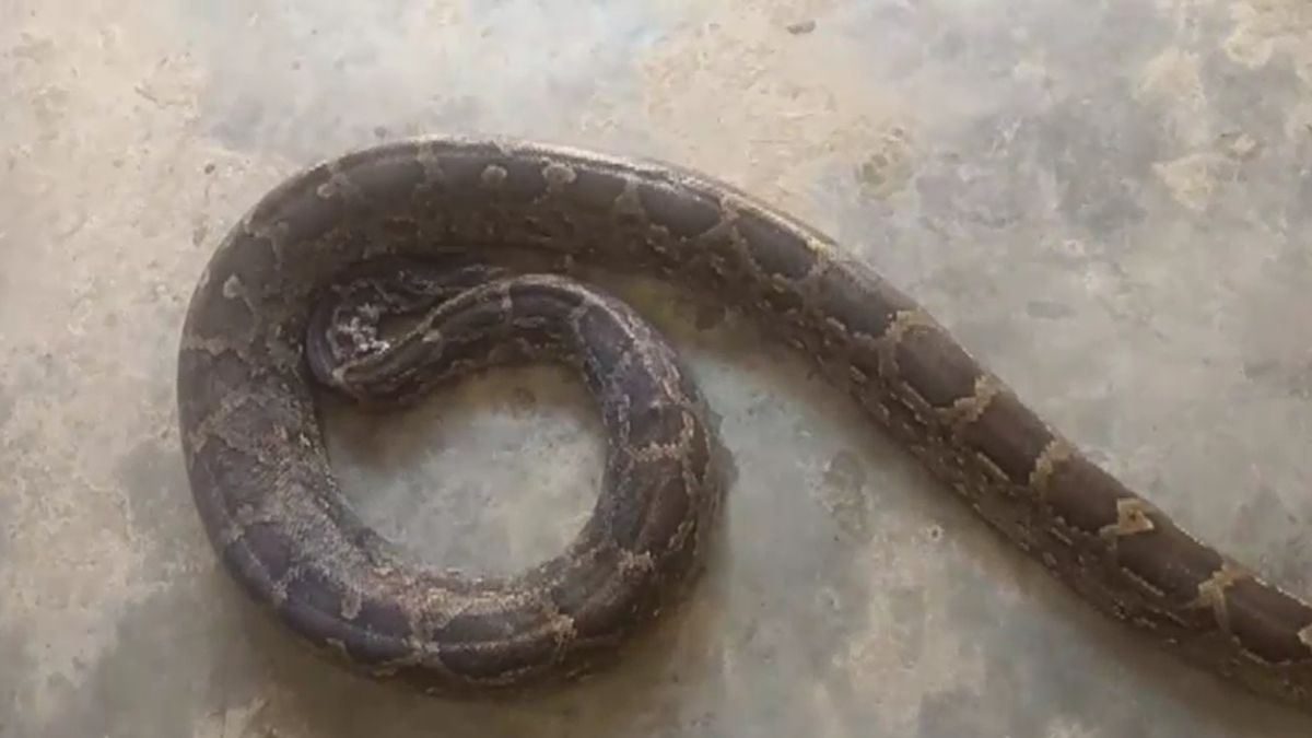 balasore python trapped in fishermans net rescued by forest department balasore python trapped in fishermans net rescued by forest department