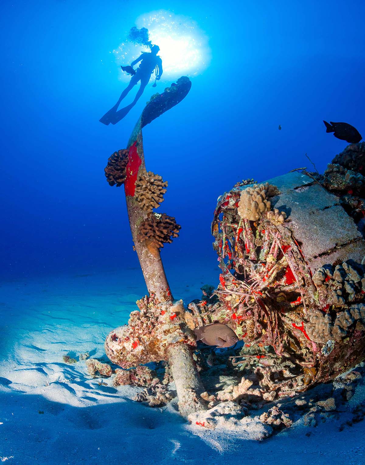  marine life on bombs