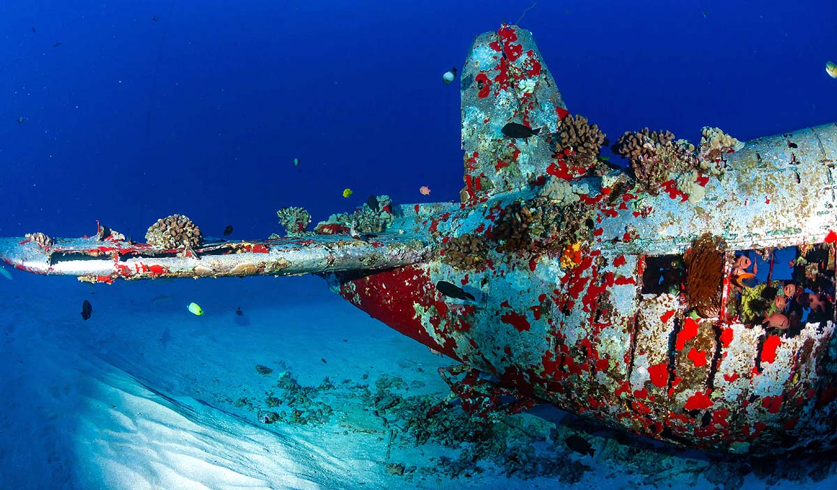  marine life on bombs