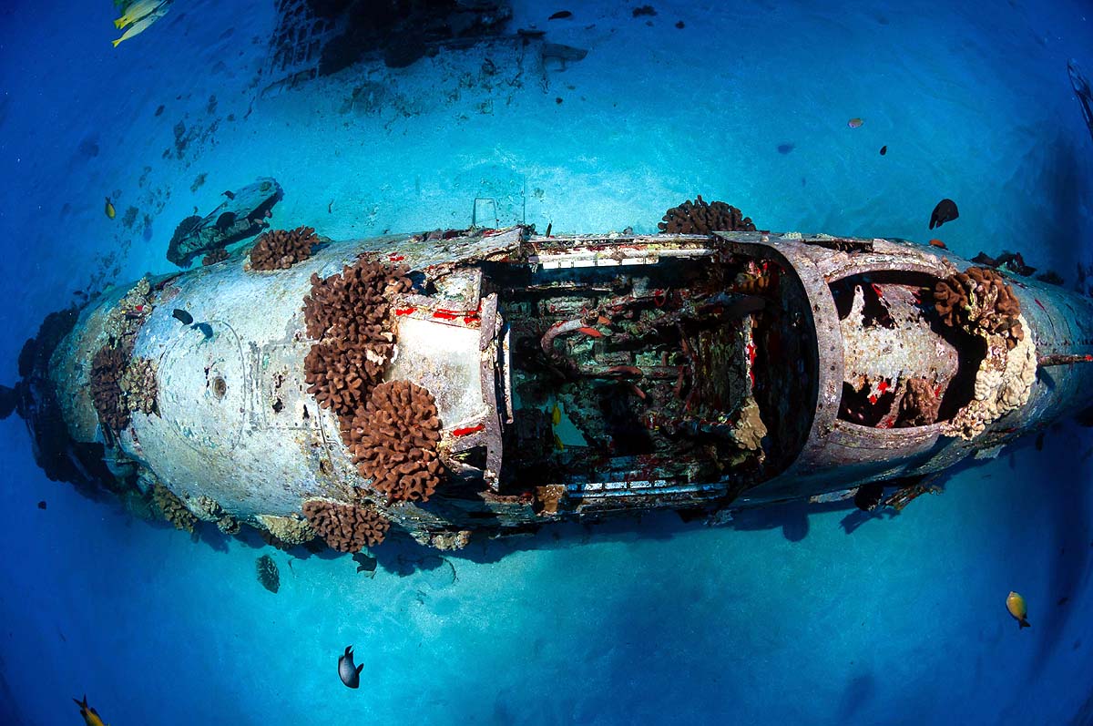  marine life on bombs