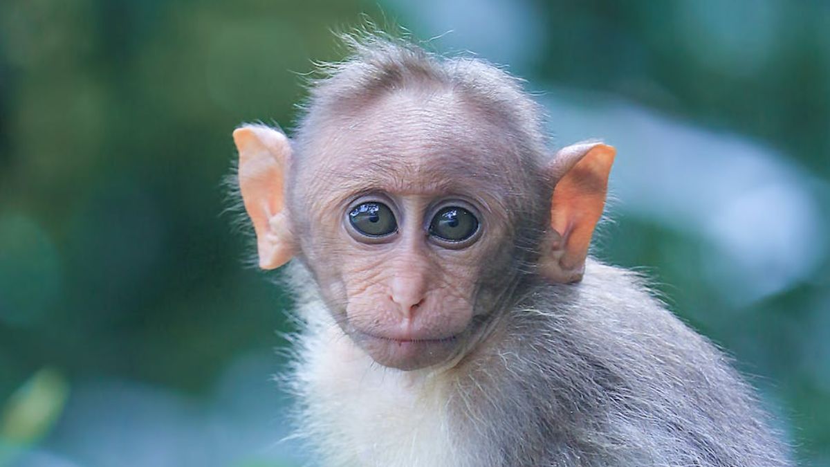 बंदरों का गलत इस्तेमाल कर सकता है चीन (तस्वीर- Pexels)