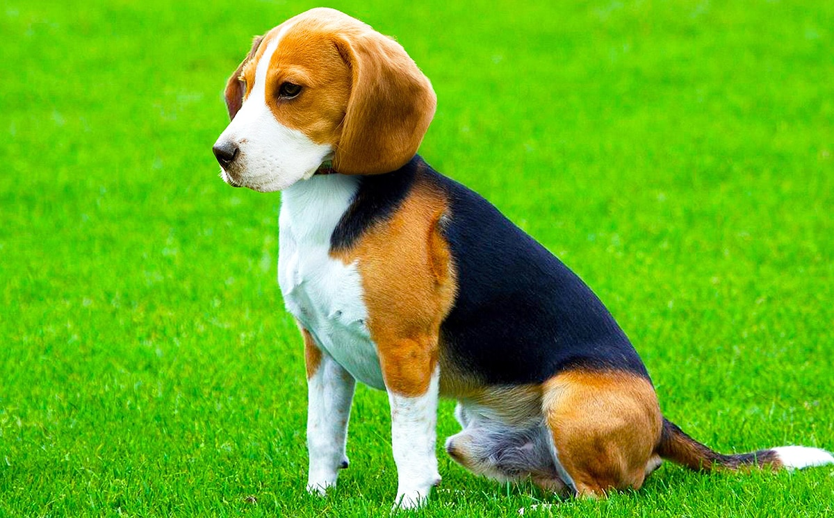 least dangerous dogs