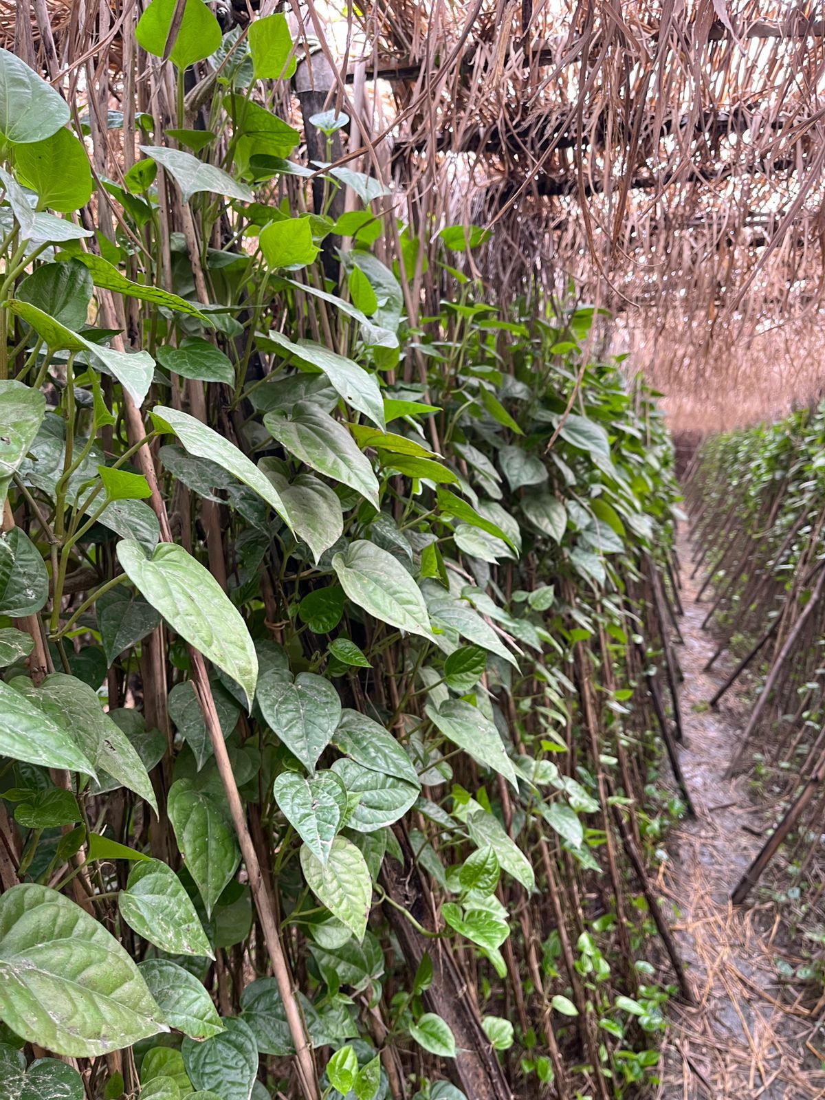 betel leaf farmers ground report by sakib mazeed