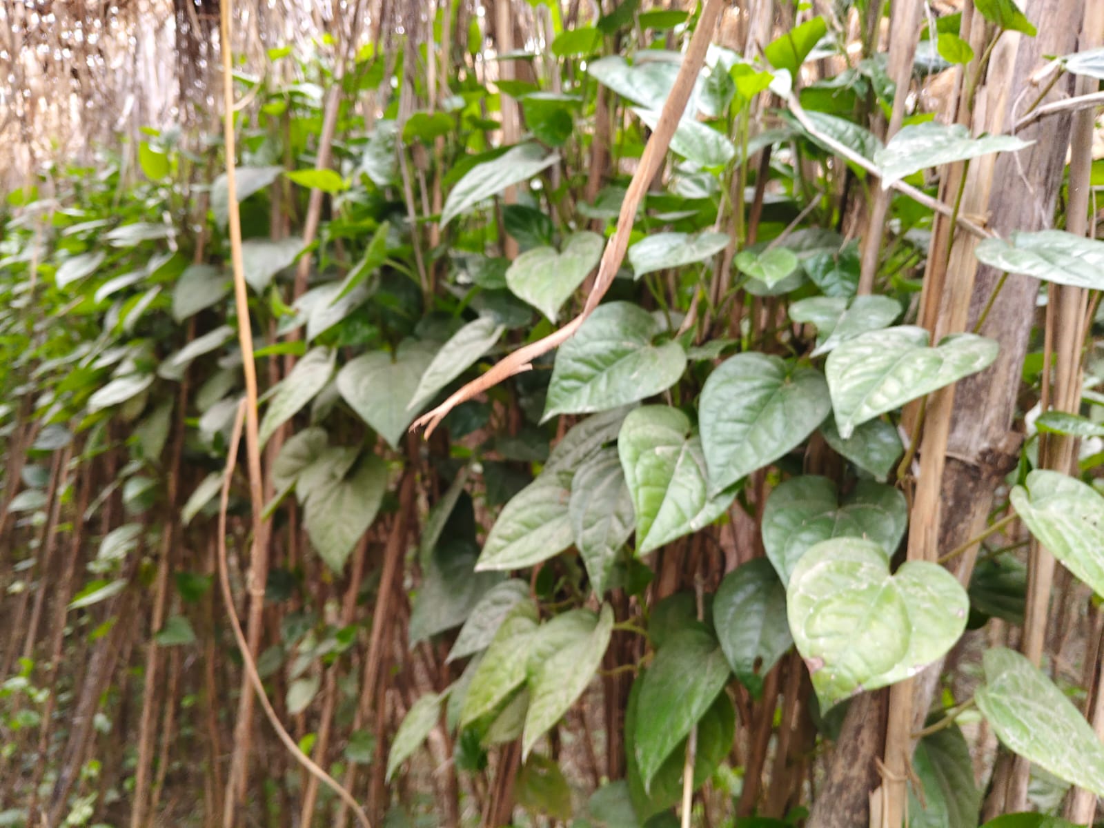 betel leaf farming ground report 
