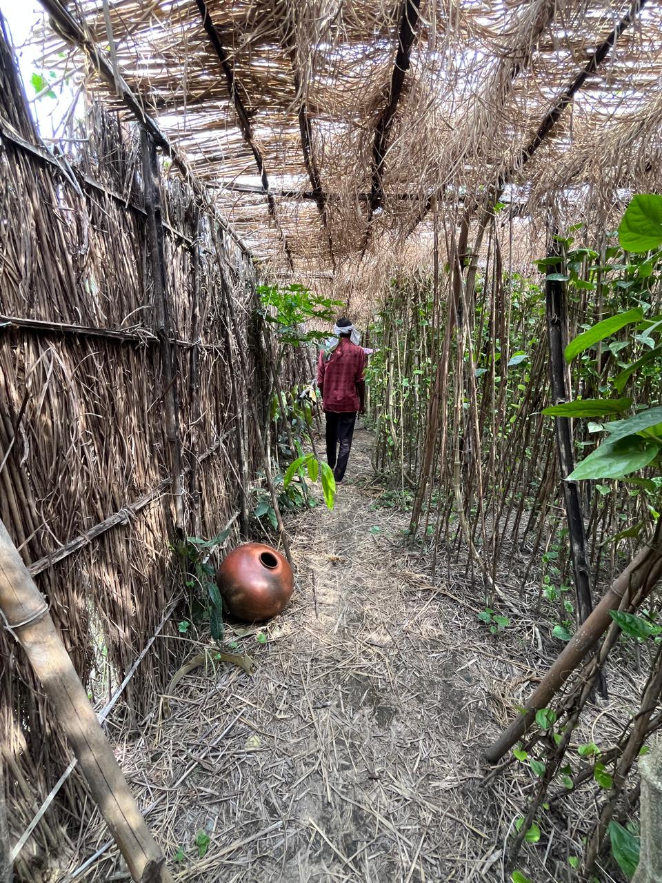 betel leaf farming ground