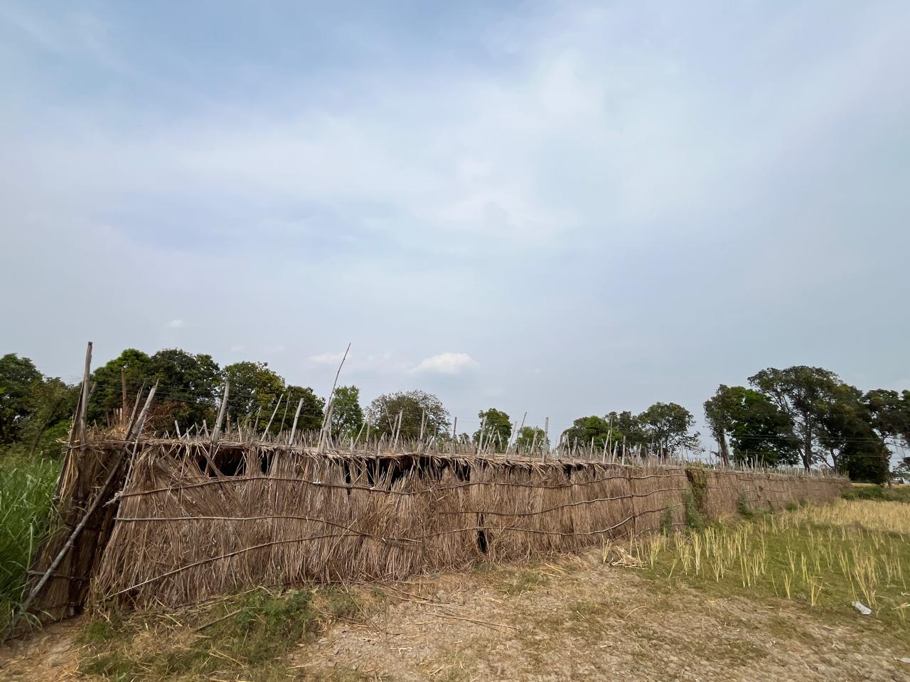 betel leaf farming ground report