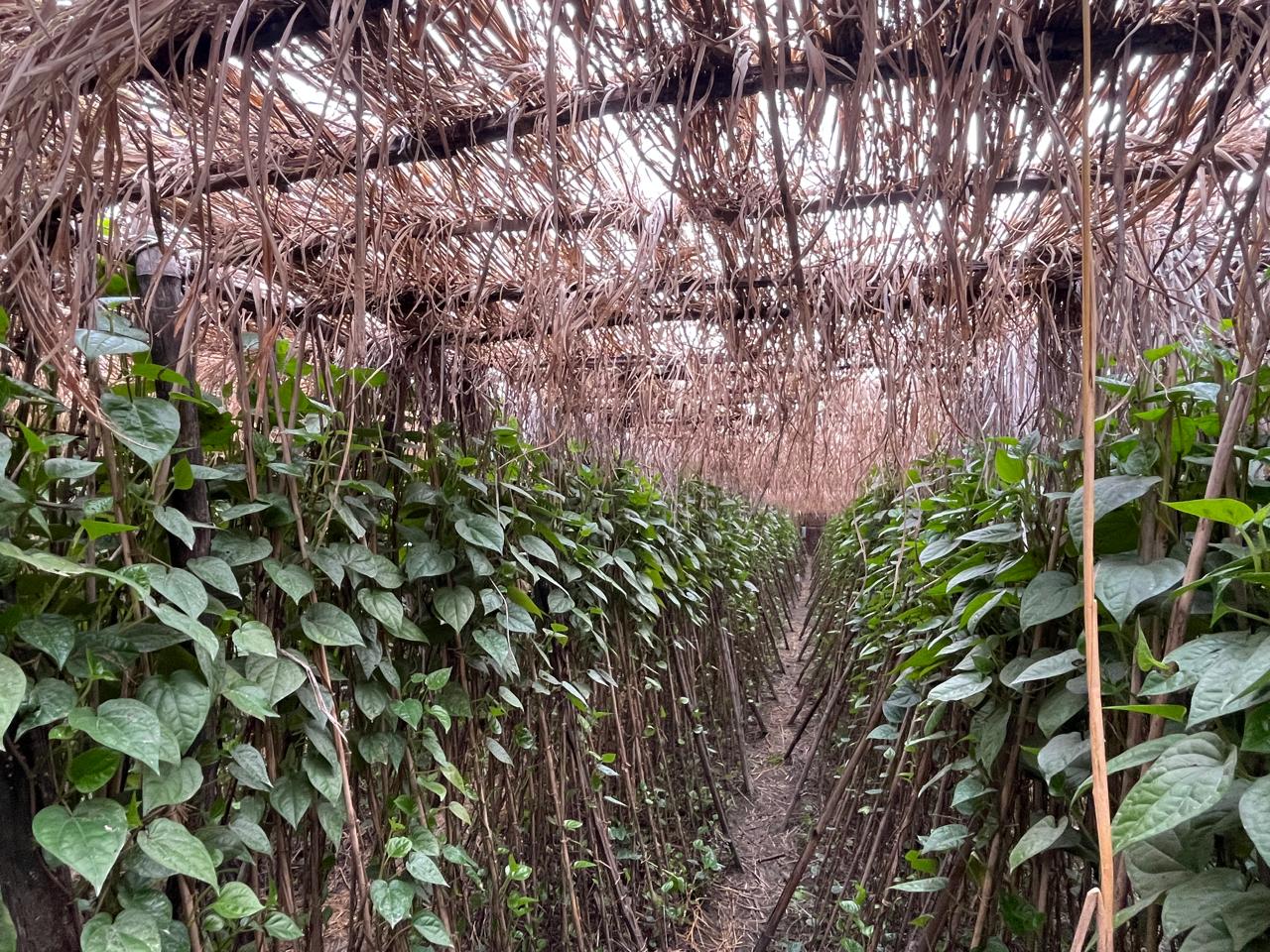 betel leaf farming