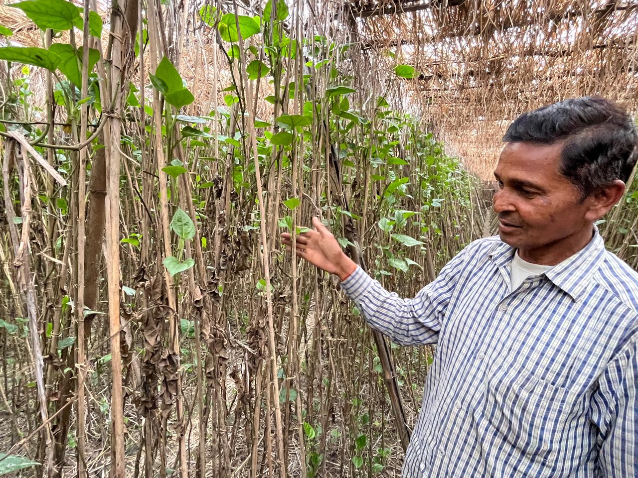betel leaf ground report