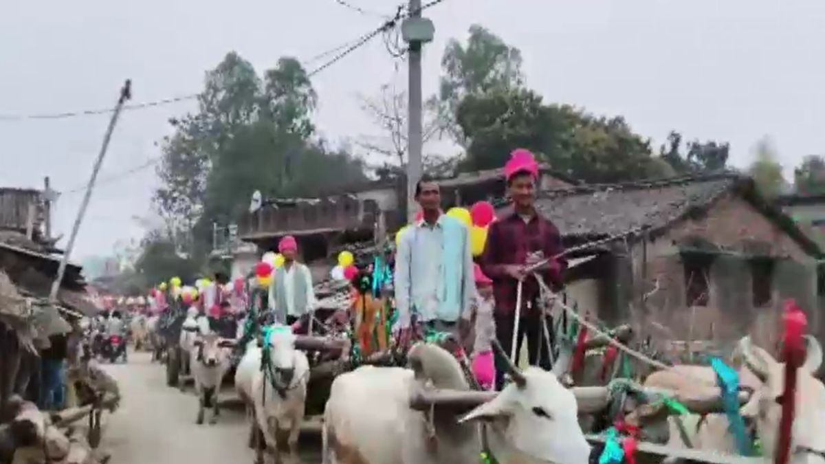 bettiah unique wedding engineer groom bullock cart baraat viral video