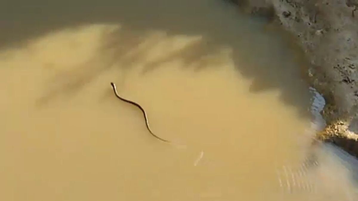 Bhind dozen snakes eggs found school causing commotio Bhind dozen snakes eggs found school causing commotio