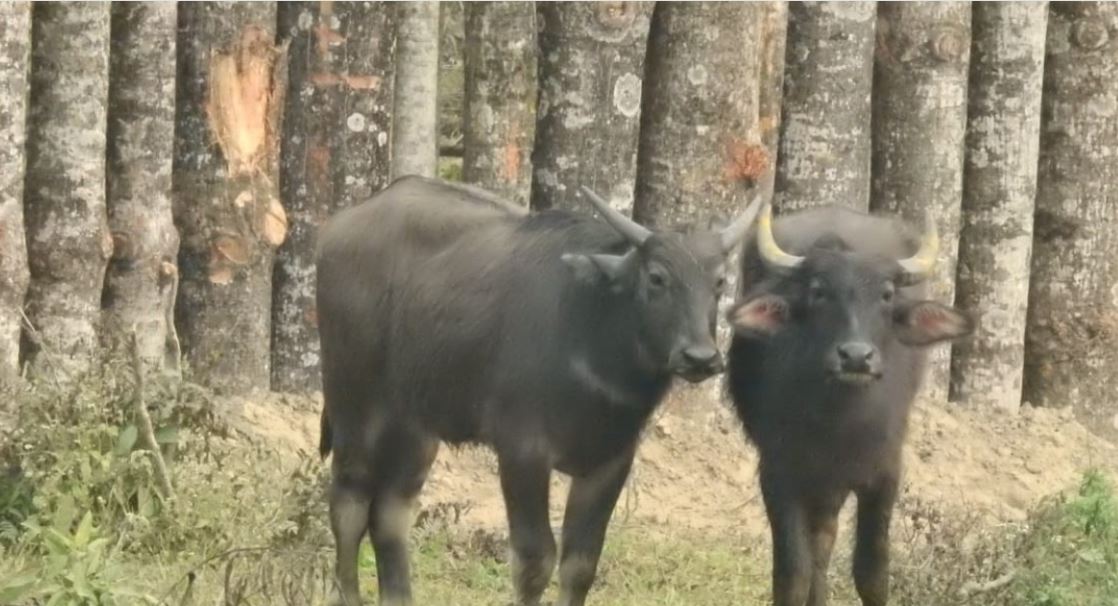 फाइल फोटो