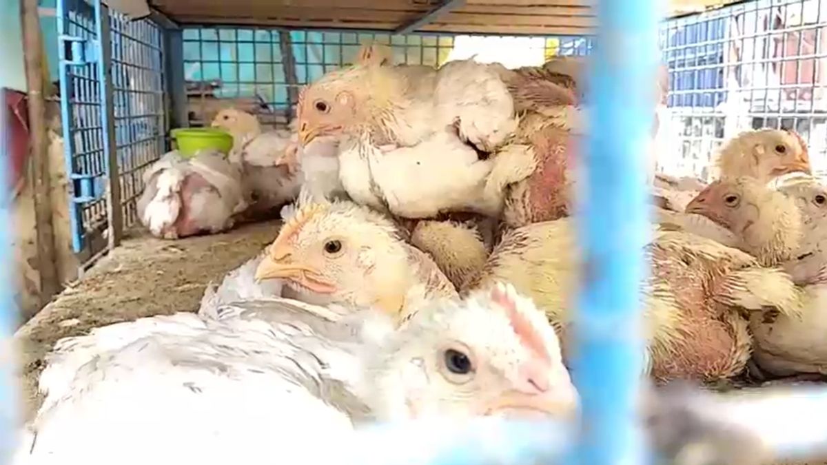 bihar bird flu 6000 chickens killed buried with salt