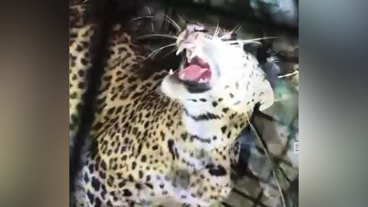 bijnor leopard trapped cage chicken kawad yatris was in danger