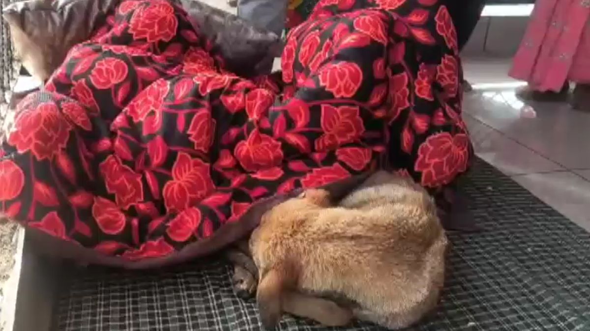 bijnor temple viral dog is ill treatment ngo doctors