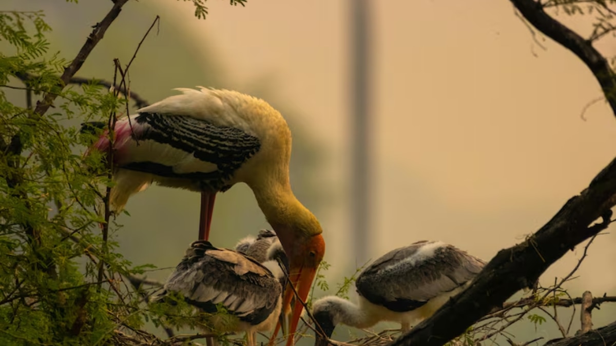 Keoladeo National Park