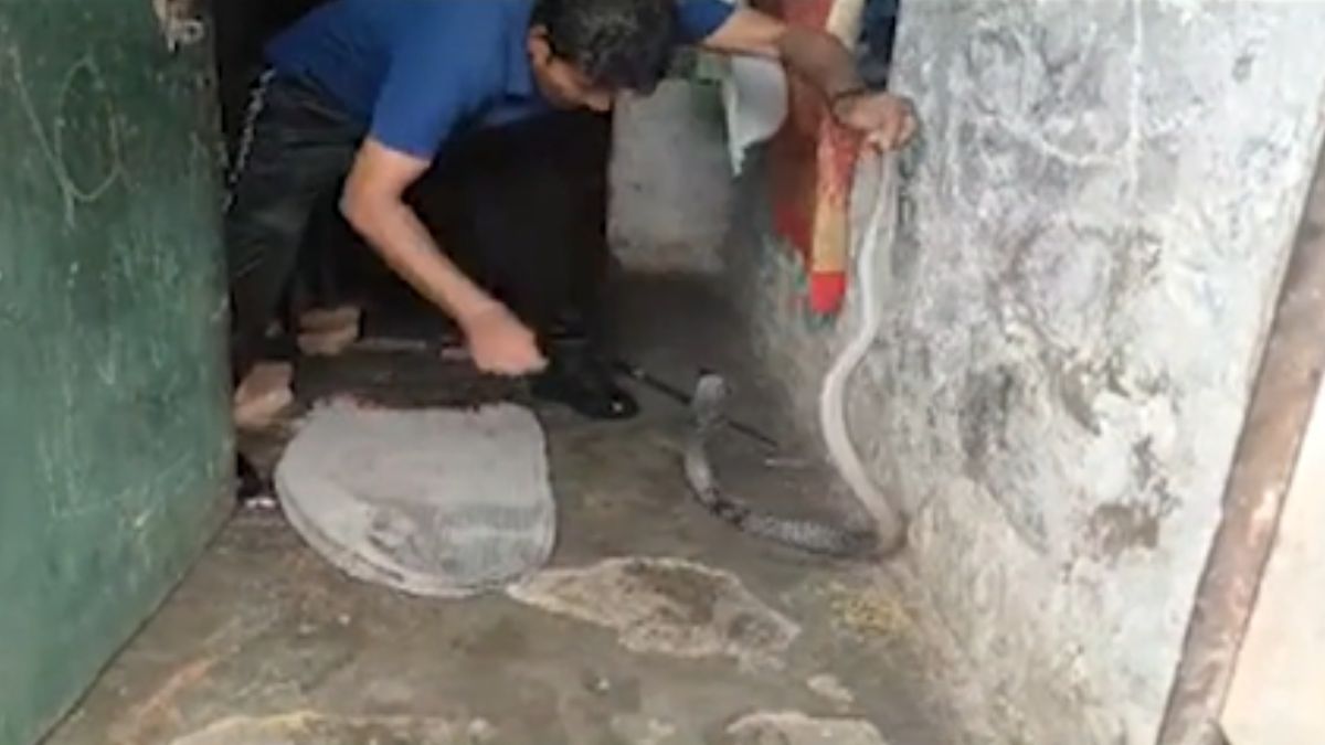 black cobra in kitchen and 8 feet python in yard kota monsoon snake rescue black cobra in kitchen and 8 feet python in yard kota monsoon snake rescue
