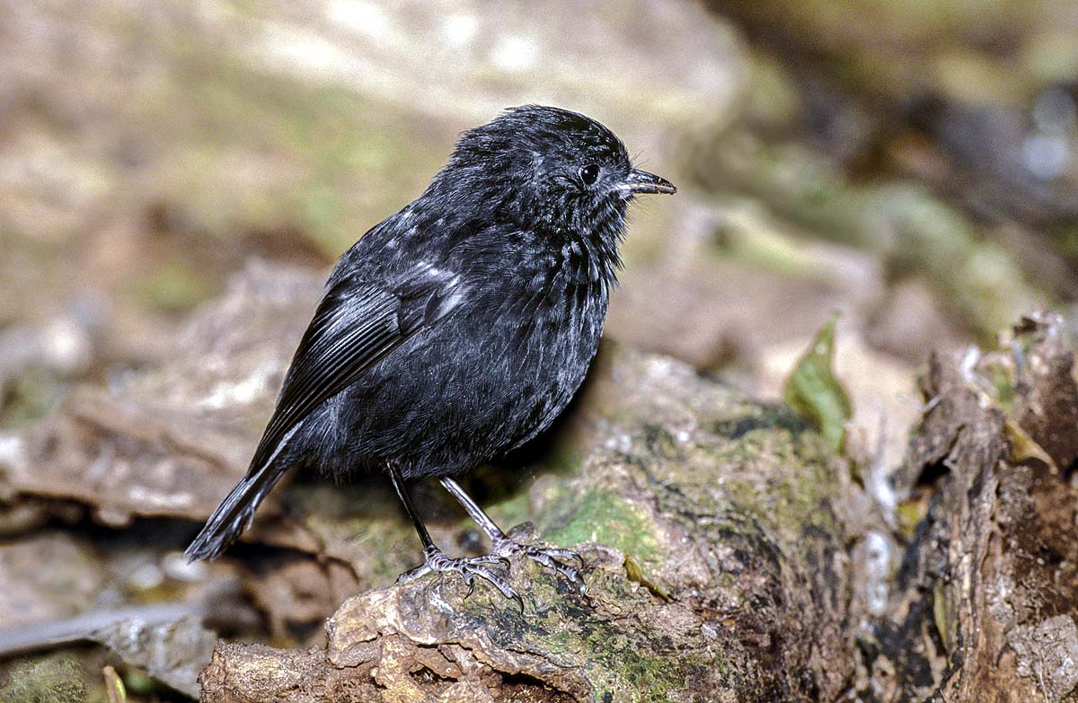 Black Robin Black Robin