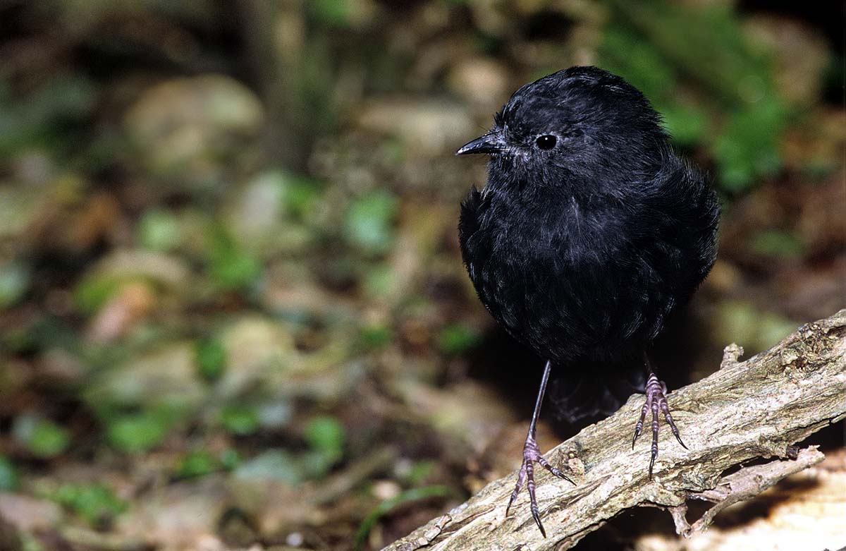 Black Robin Black Robin