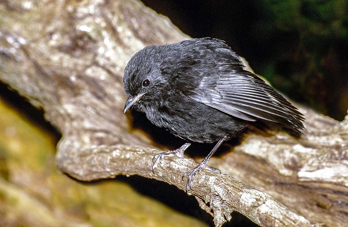 Black Robin Black Robin