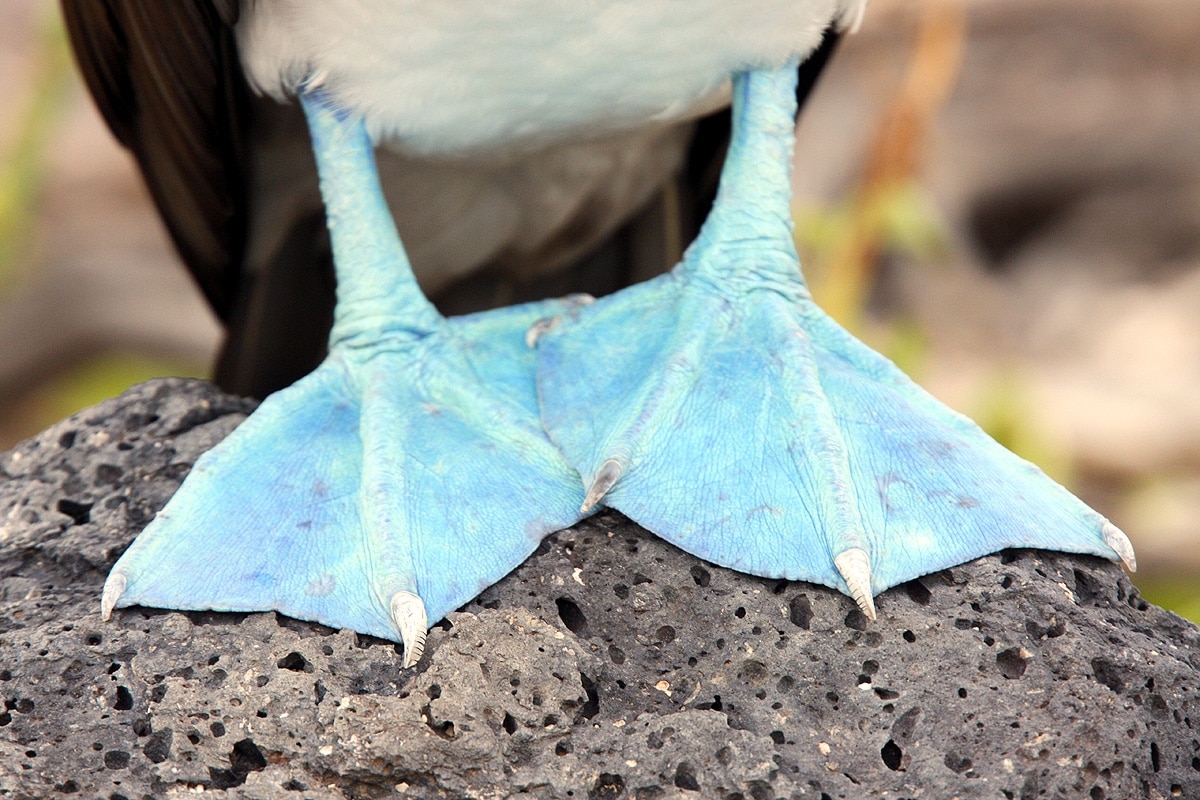 Blue-Footed Booby Blue-Footed Booby