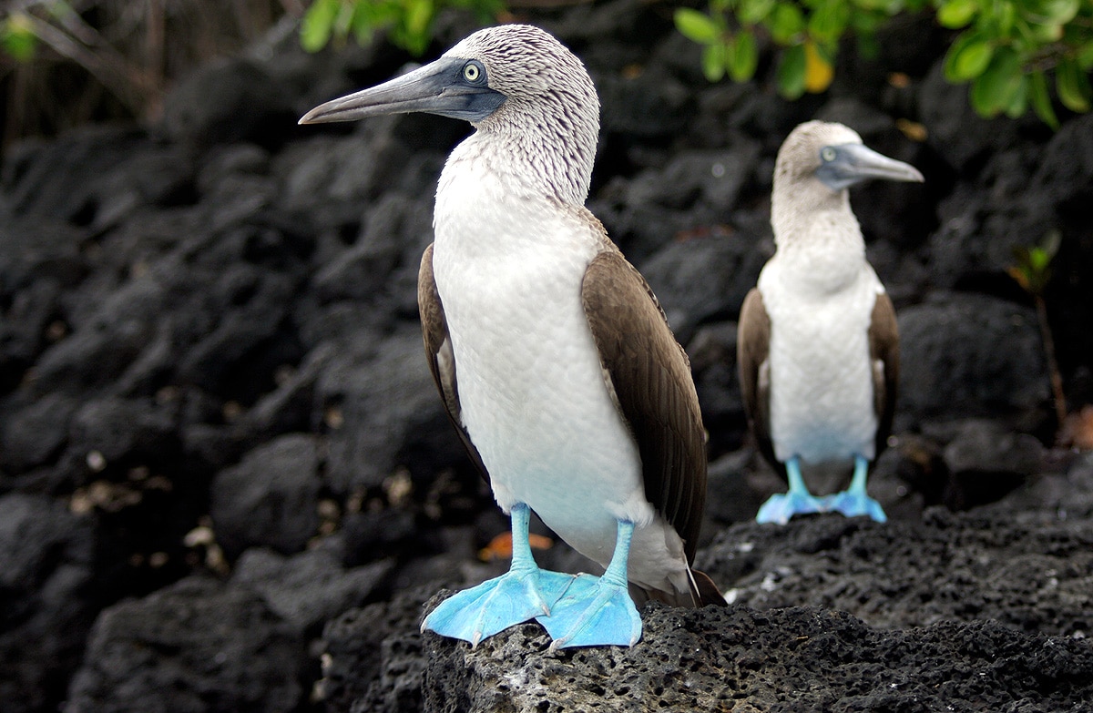 Blue-Footed Booby Blue-Footed Booby