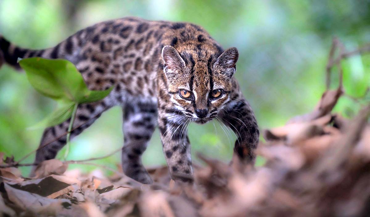 new cat species Bolivia new cat species Bolivia