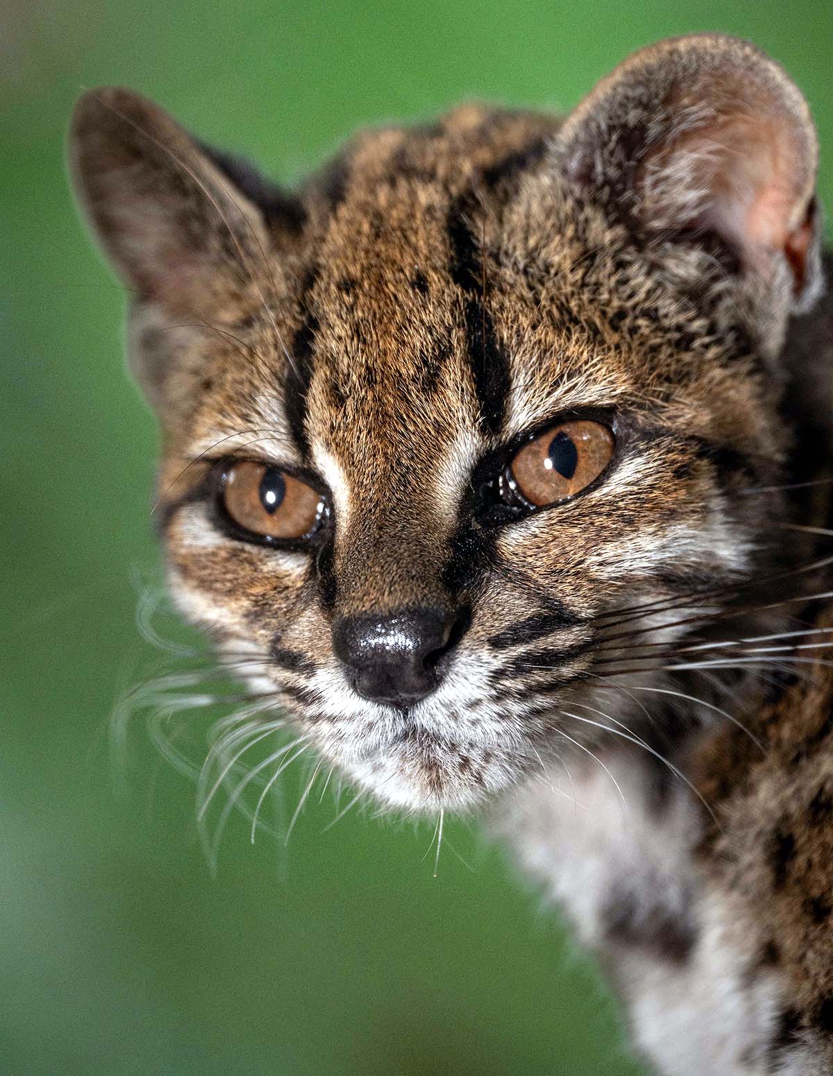 new cat species Bolivia new cat species Bolivia