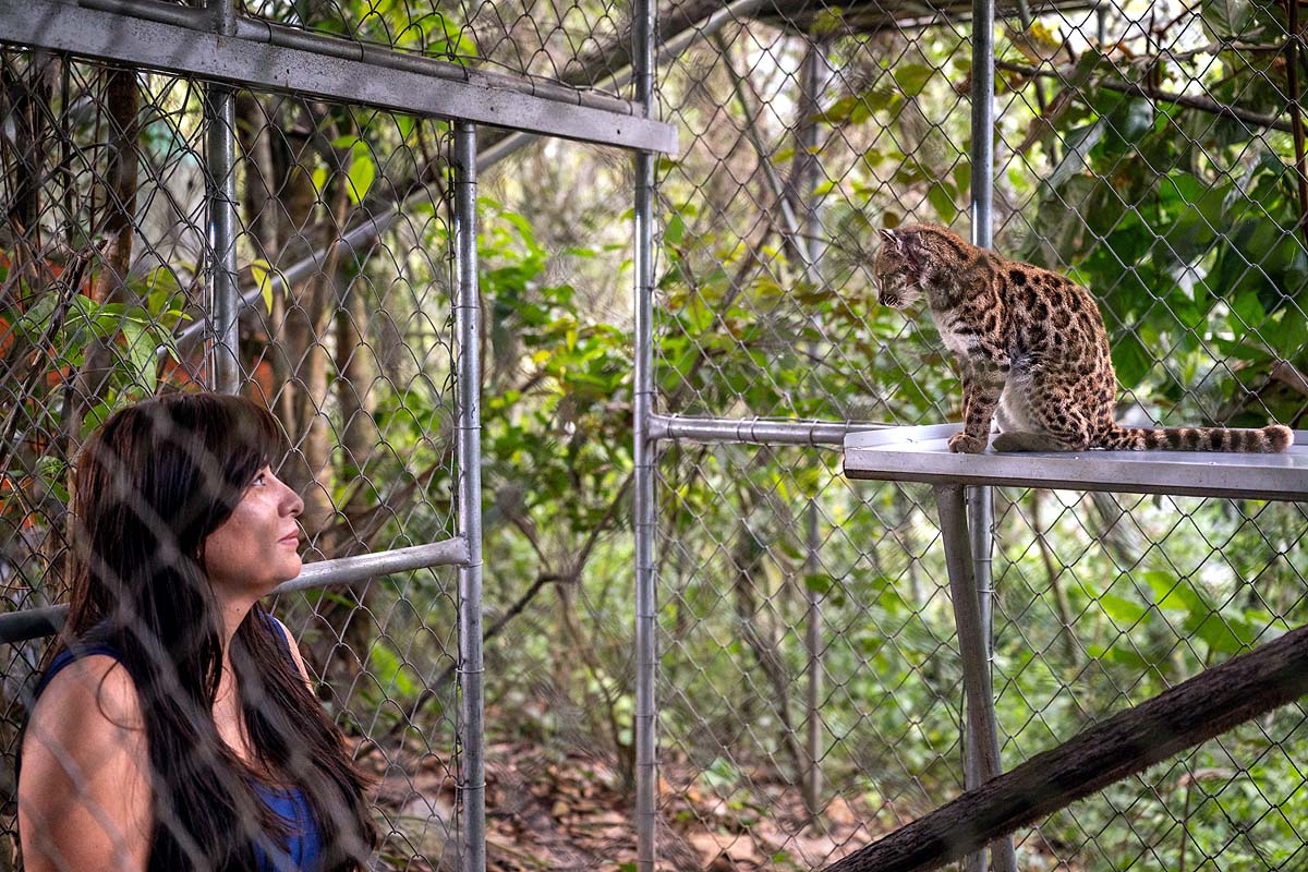new cat species Bolivia new cat species Bolivia