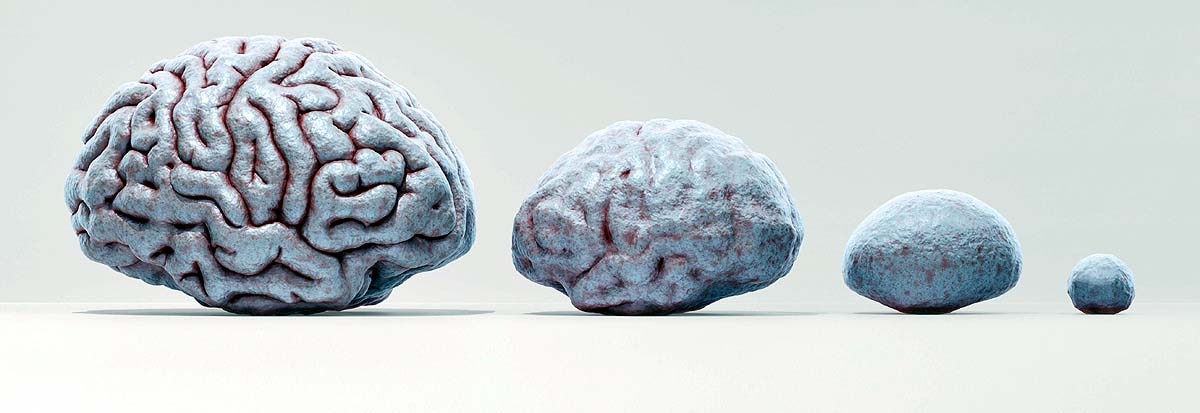 Brain Changes Four Times Brain Changes Four Times