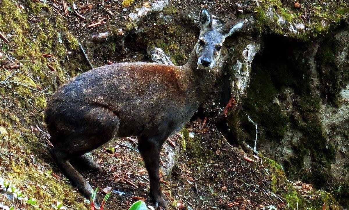 Himalayan Musk Deer 