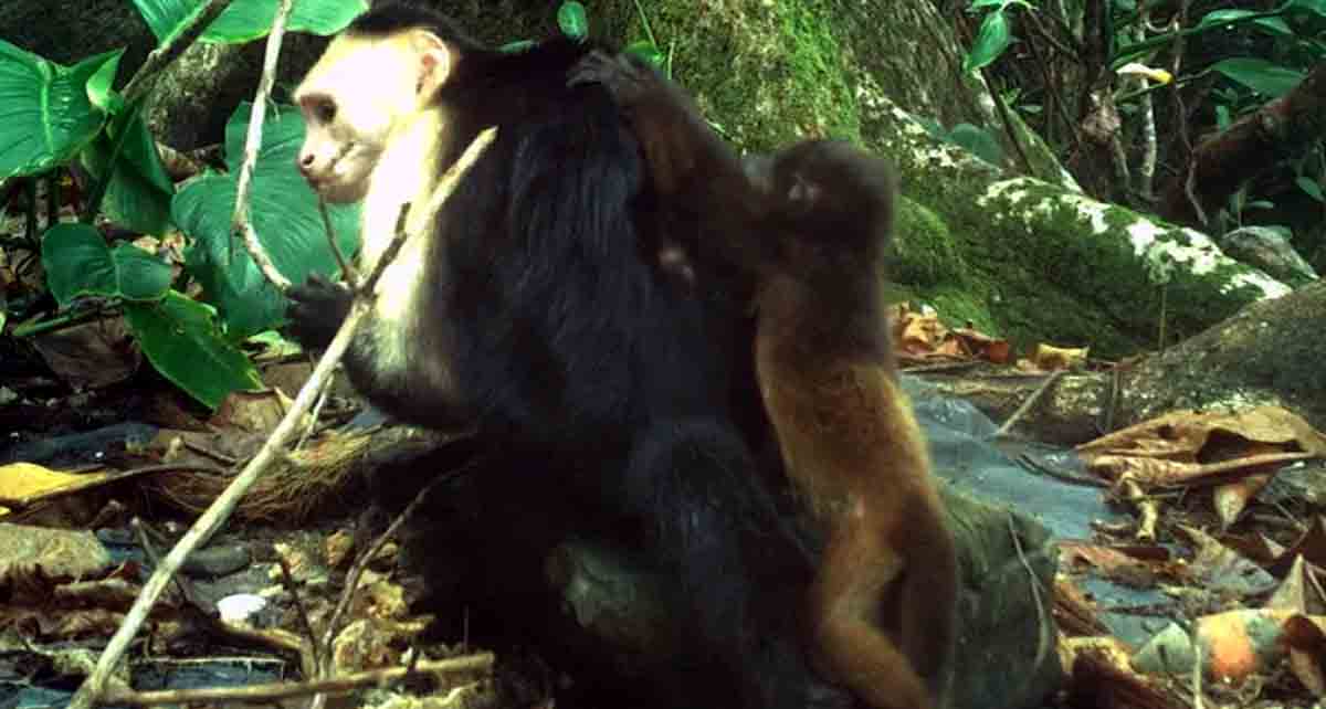 Capuchin monkeys kidnapping