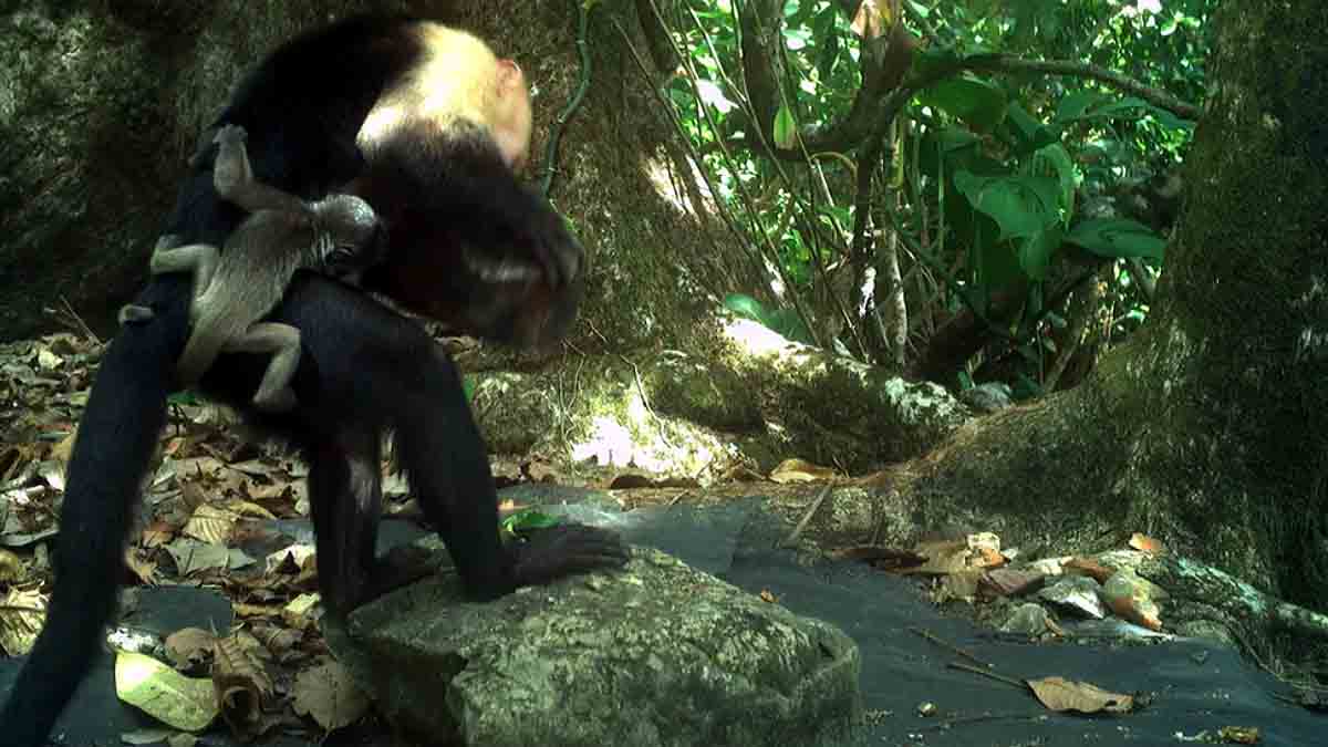 Capuchin monkeys kidnapping